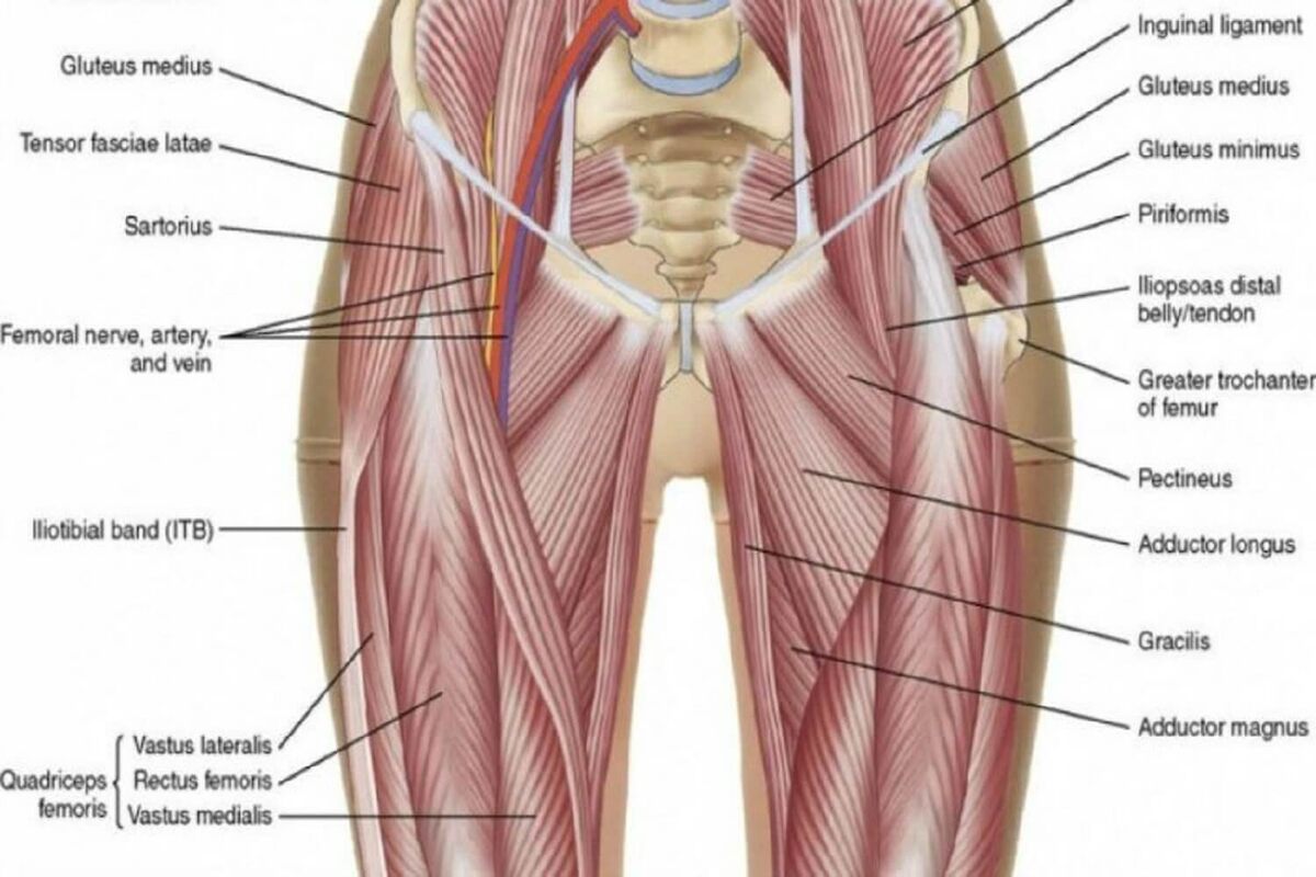 на изображении показана анатомия мышц бедра и паха