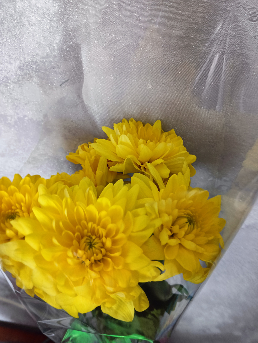 Мои хризантемы.