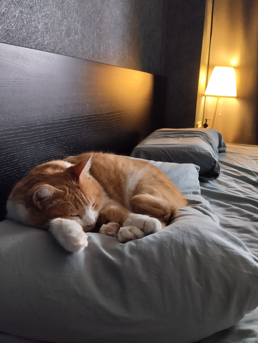 Спит исключительно на подушке мужа (моя жёсткая - ортопедическая). Самая тяжёлая работа - у неё, а вы жалуетесь что до своей час добираетесь!