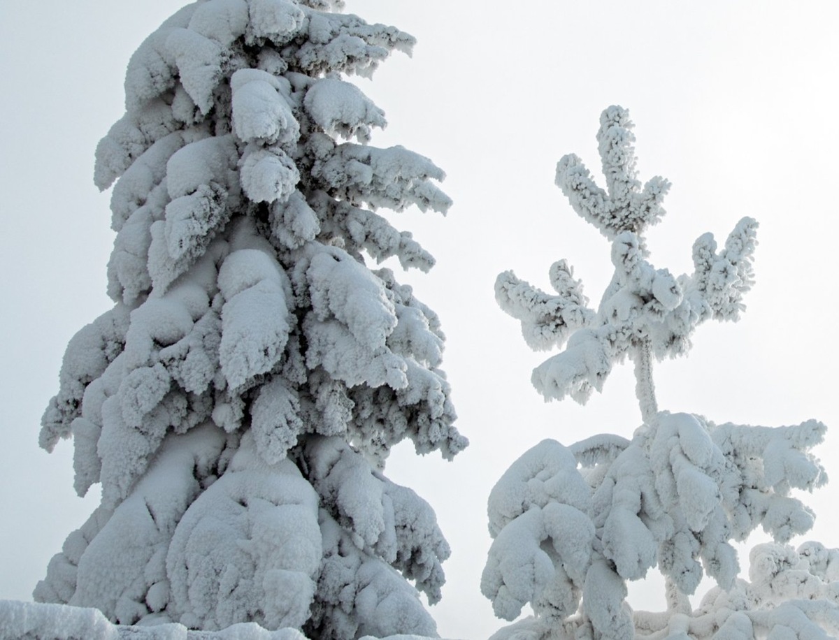    Морозы до -44 градусов вернутся в Югру 10 марта