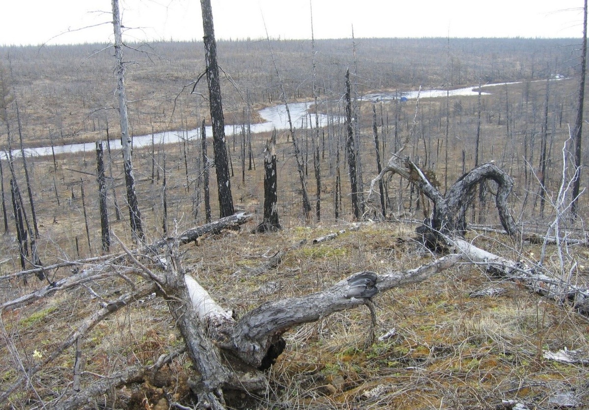 Аномальный лес в районе реки Вилюй в Якутии — поваленные деревья возрастом 800 лет, следы древнего катаклизма в районе Долины смерти Елюю Черкечех.
Источник: https://goru.travel/place/mestnost-dolina-smerti-elyuyu-cherkchekh