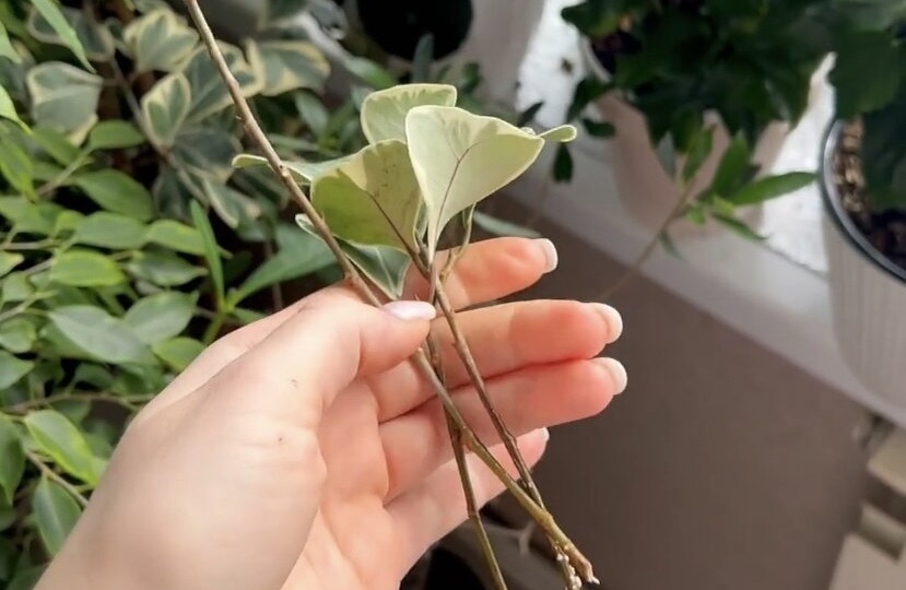 1 простой способ укоренения комнатных растений, которые долго дают корни (с помощью хлорофитума)