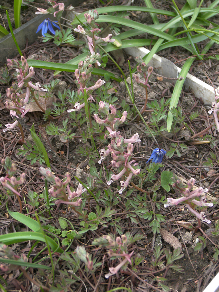 Corydalis wendelboi subsp. wendelboi в моем саду.