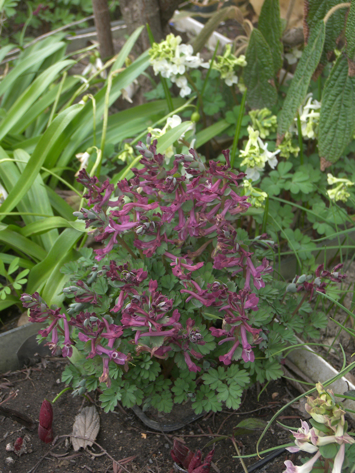 Гибрид Corydalis wendelboi subsp. wendelboi с темными цветками, в моем саду.