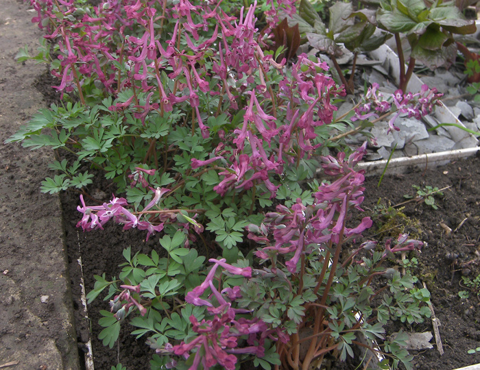Хохлатка Вендельбо (Corydalis wendelboi Liden) и ее гибриды.
