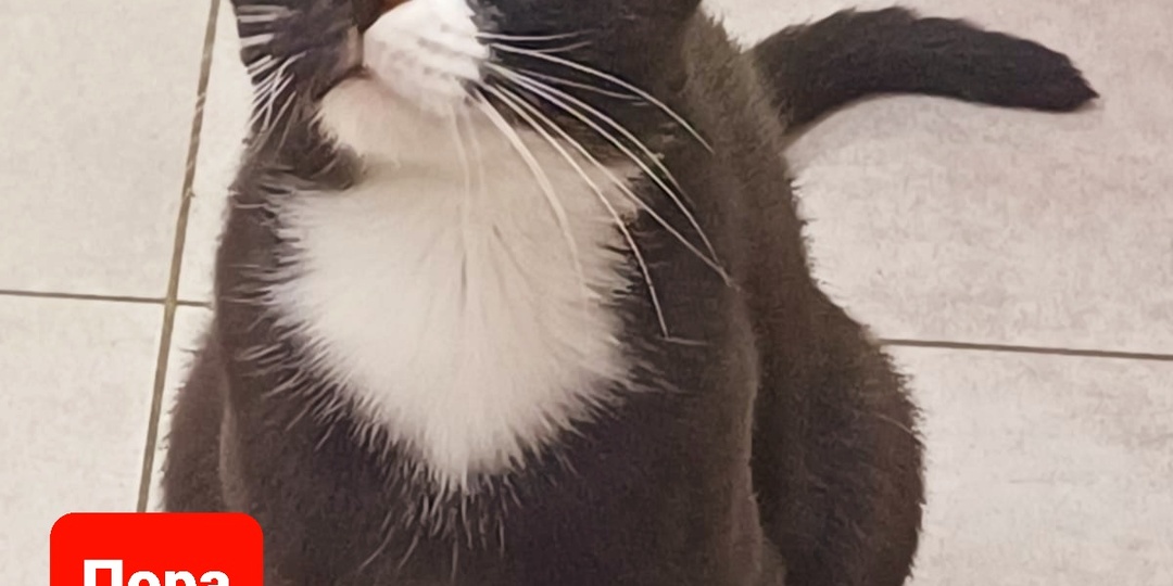 Помогите накормить кошачью ораву🐈🐈‍⬛🐈