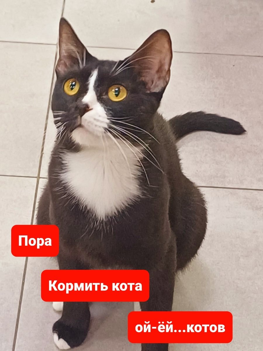 Алюминий. Замечательный кот.