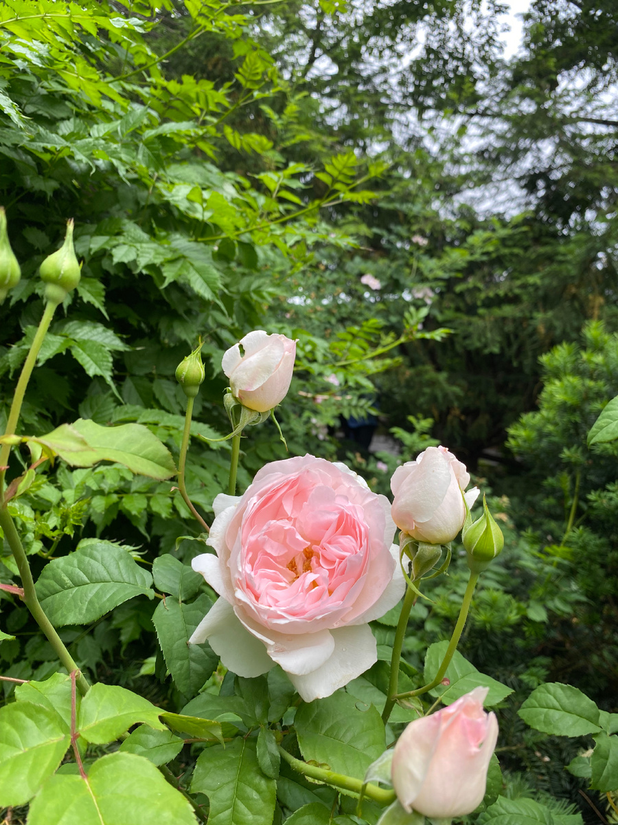 Стихи собственного сочинения посвящаем милой Э…..