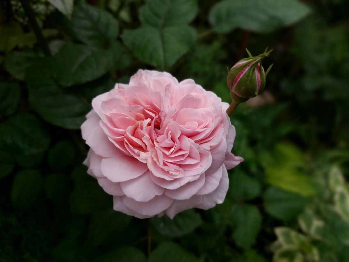 Роза Свит Антик.