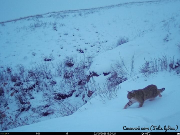 Коты начали вести себя необычно в Астраханской области