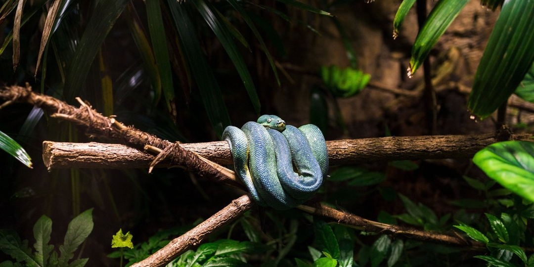 Выставка страданий: из нелегального зоопарка алтайского края спасли десятки животных