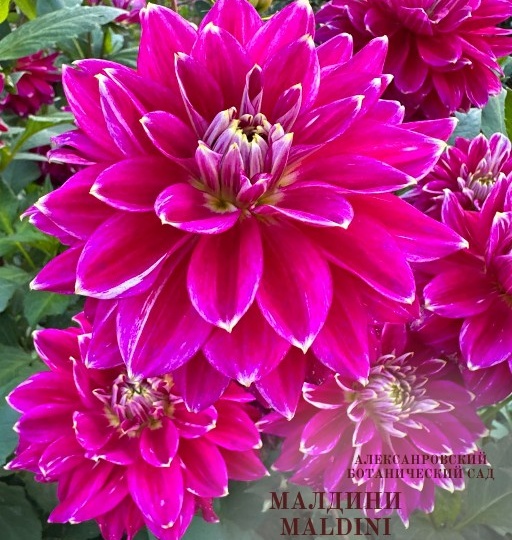 Георгин Мальдини Dahlia Maldini