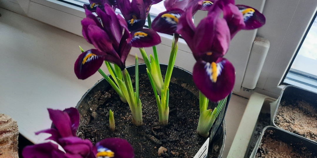 Ирис сетчатый Пёрпл хилл, случайная выгонка, зацвел к 8 марта. И их собратья у меня в саду
