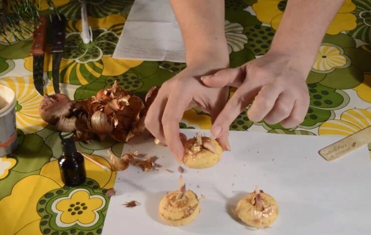 Когда весной доставать луковицы гладиолусов и как их готовить к посадке