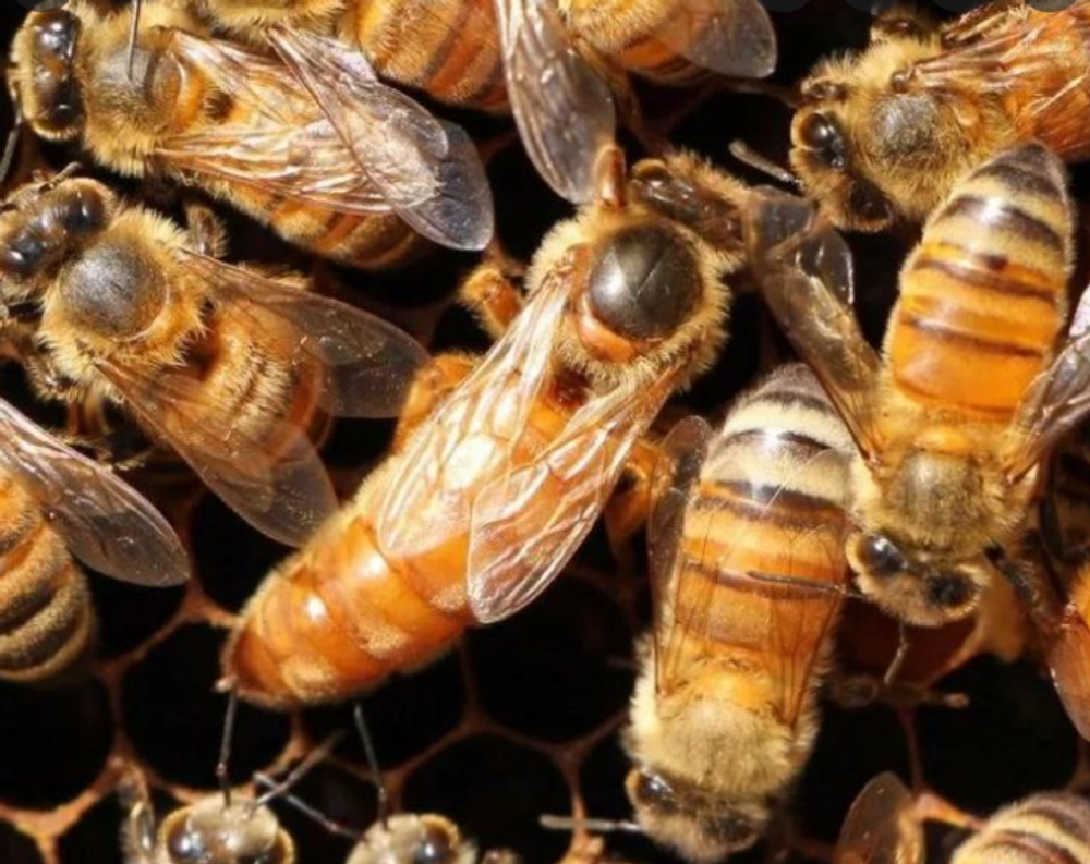 Бакфаст отличаются конечно цветом в первую очередь.