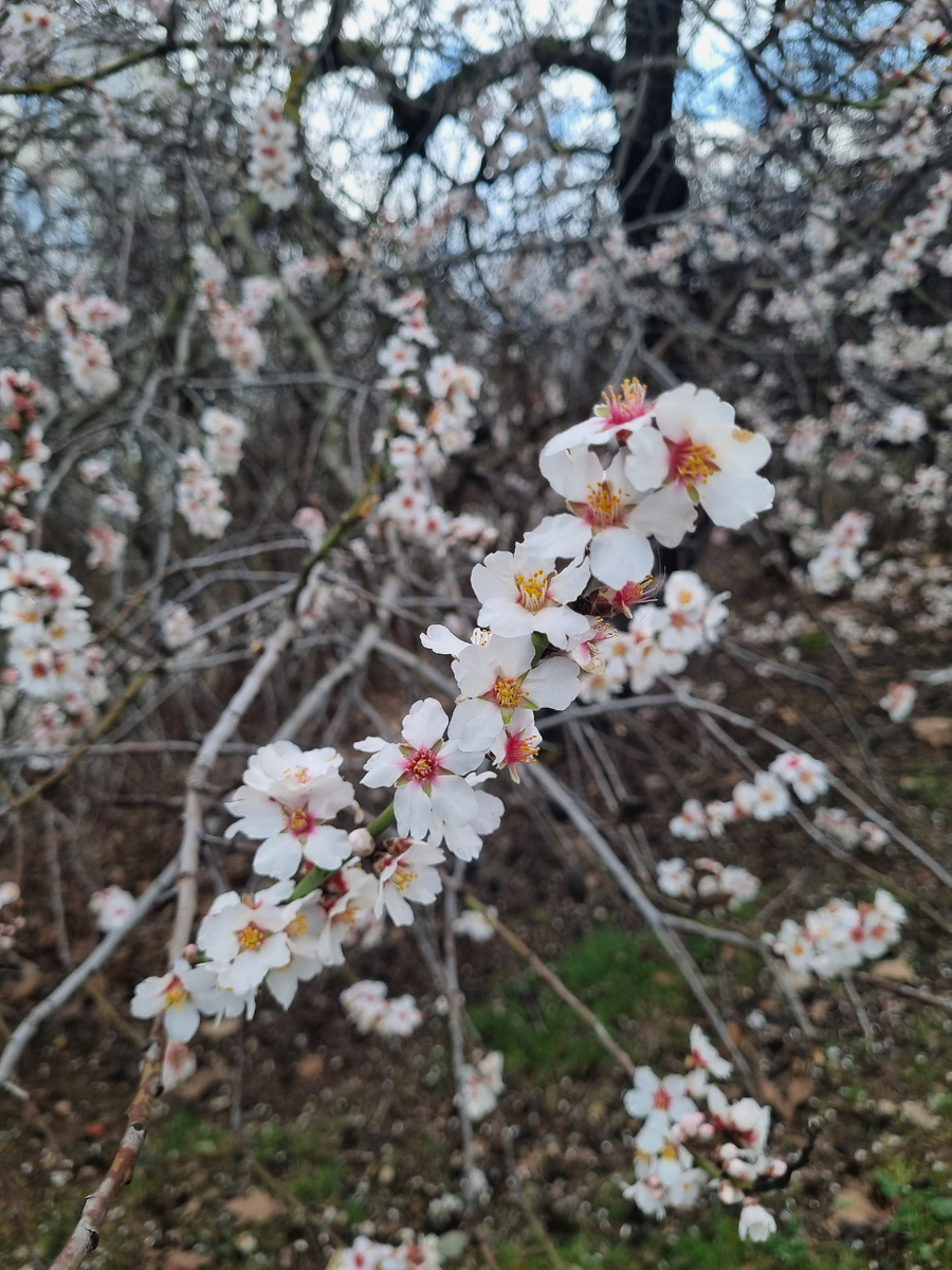 Цветущий миндаль в Севастополе 08.03.2026 личное фото автора