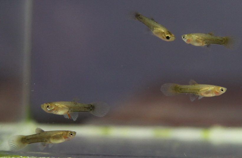 Ой, а это кто? Что делать, если в аквариуме появились мальки