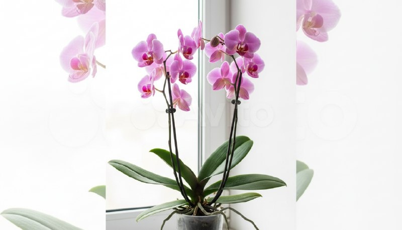 Моя орхидея снова цветёт — два цветоноса и четырнадцать цветов после двух лет молчания