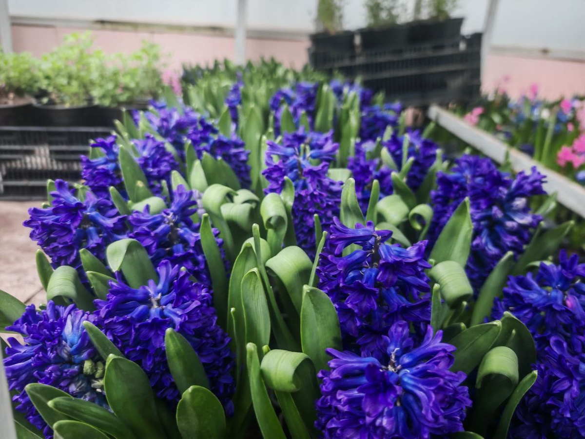 Фото: "СвоёТВ"