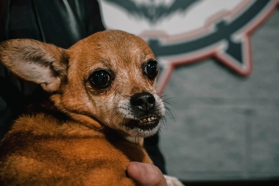 У малыша Зомби с рождения деформирована челюсть
Фото: Светлана МАКОВЕЕВА. 