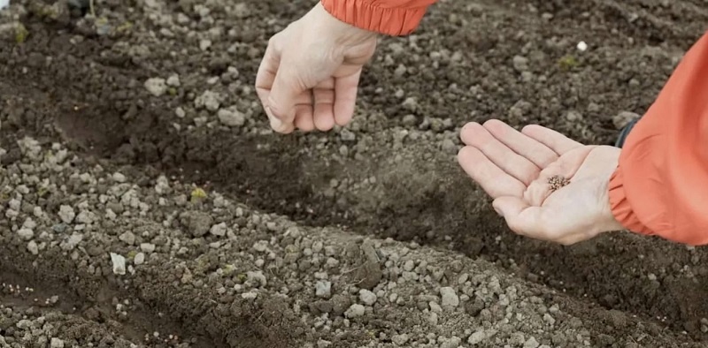 Посадка редиски весной.