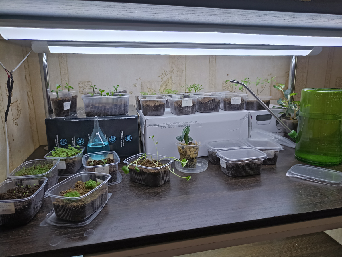 Моя полка с рассадой на утро 9 марта выглядела так. Фото а-ля натюрель с творческим беспорядком