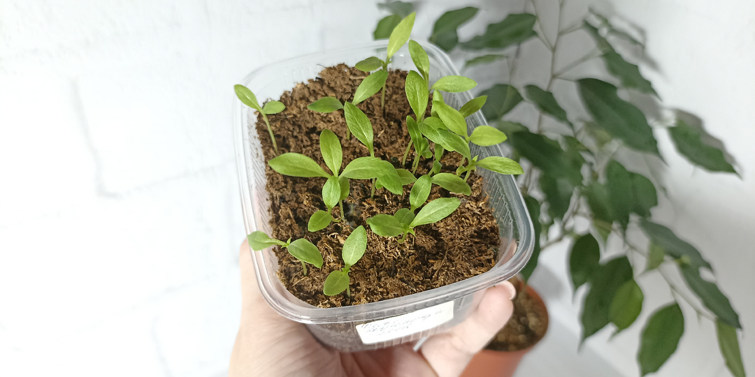 Цветочная рассада - 2 недели от посева. Показываю все 20 видов растений