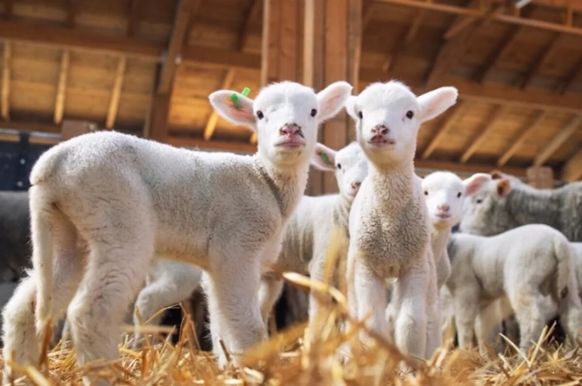    Британец построил «ферму Судного дня» на тысячу человек