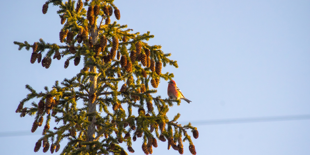 Зимняя симфония: Танец клестов среди снегов