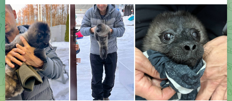    ТГ-канал Nerpa SPb