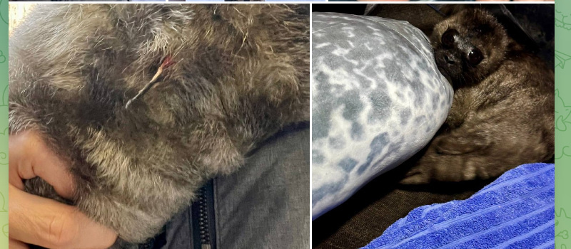    Новорожденного детеныша нерпы спасли на Ладоге в КарелииТГ-канал Nerpa SPb