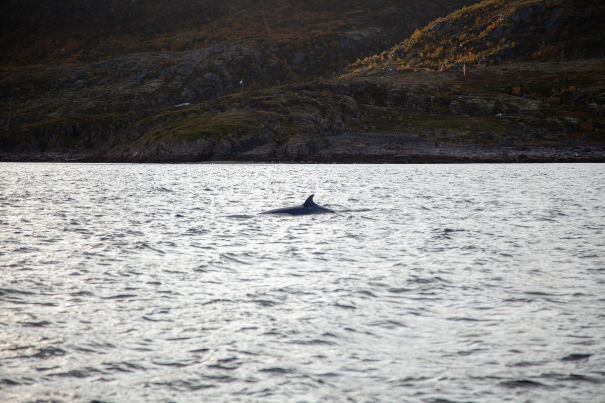     Фото: "МК в Питере"