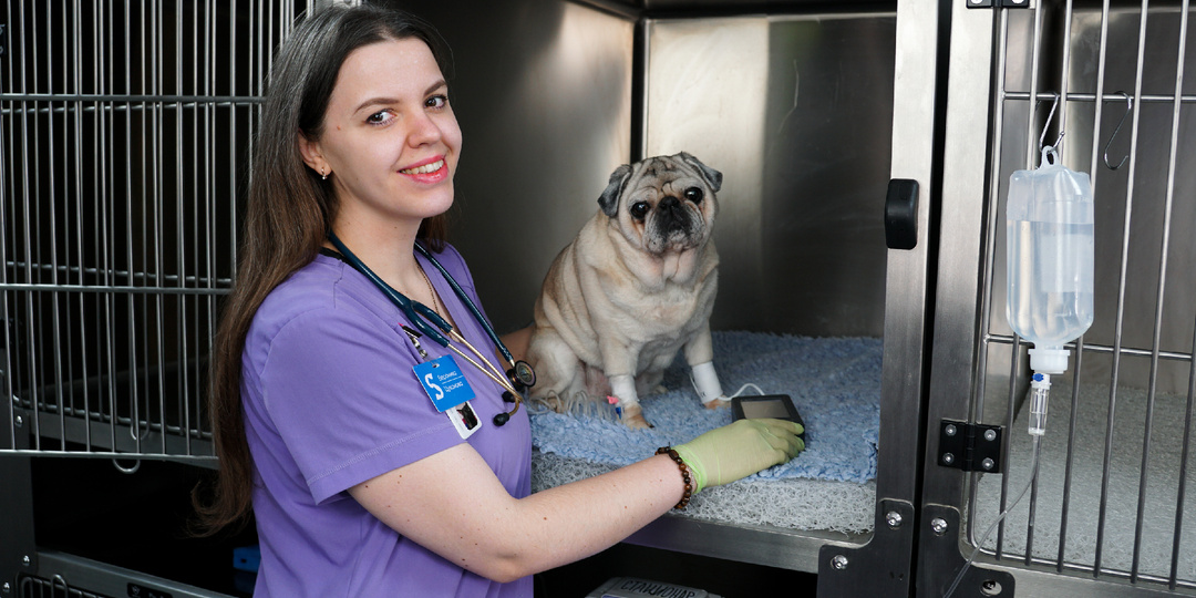 Выпадение глаза у собаки: первая помощь