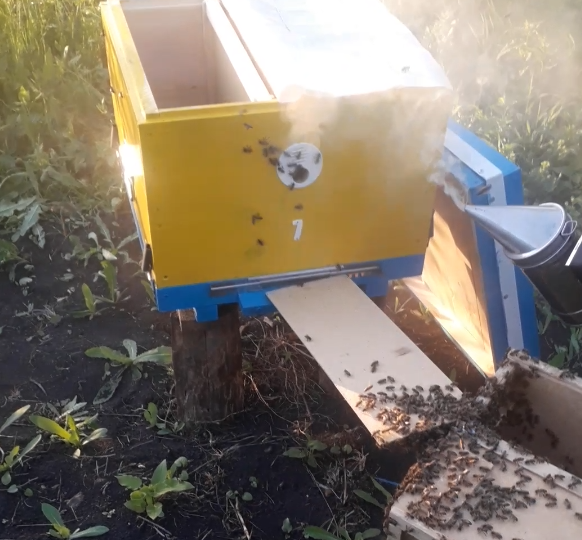 Сколько ульев нужно для старта в пчеловодстве. Личный опыт и полезные советы.