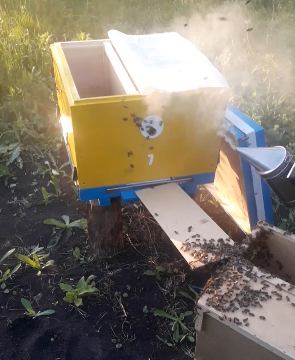 Заселение улья из пчелопакета