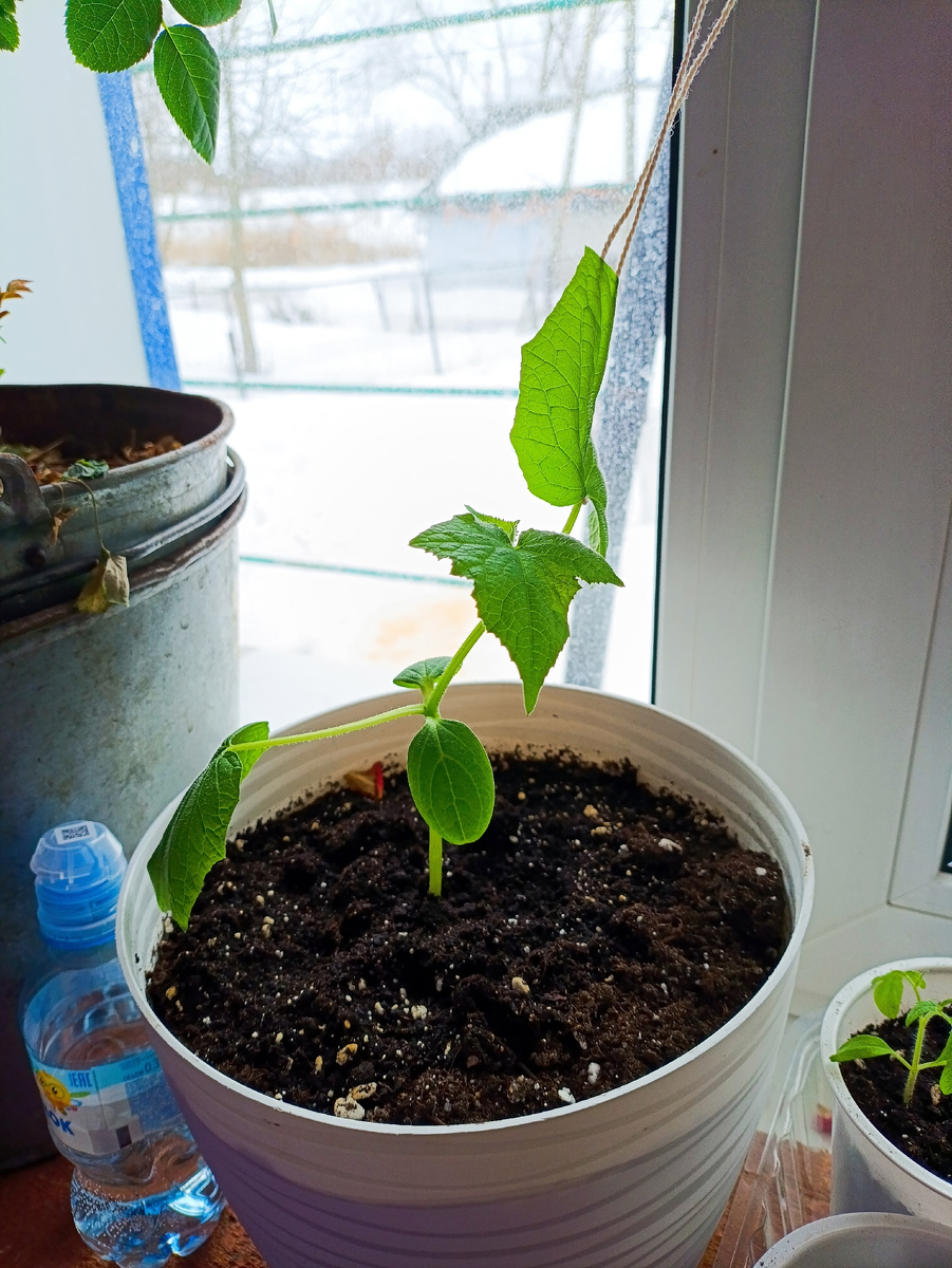 Тот самый огурец. По-моему, ему хорошо тут