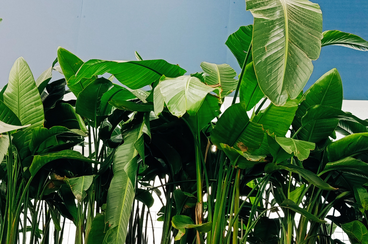 Это Стрелеция по цене 8100₽😱