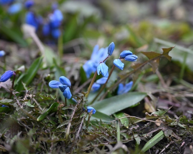    В Курской области 10 марта обещают до 12 градусов тепла