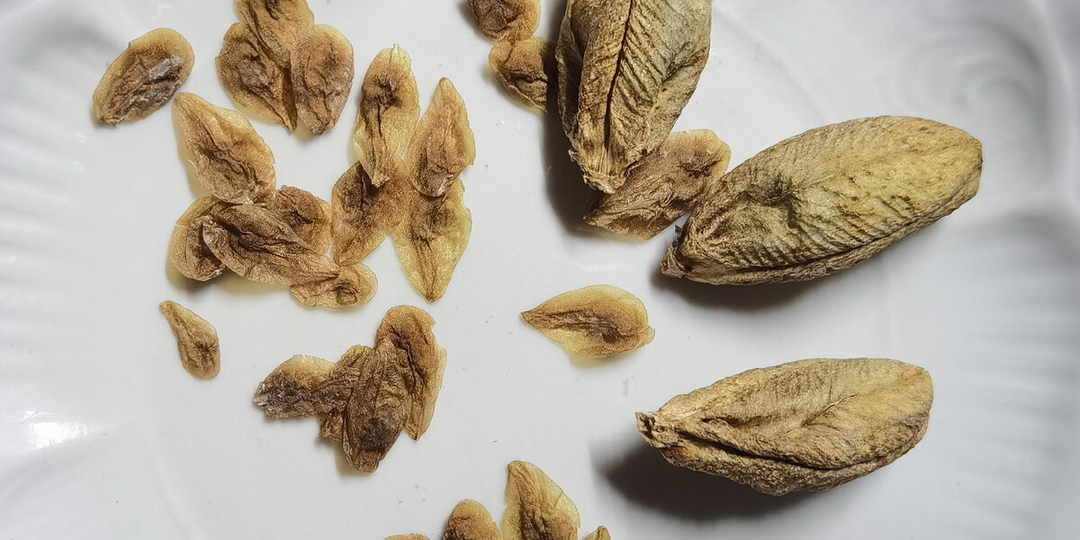 Свои семена с различных культур