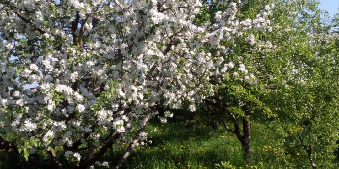 Можно ли биологическим препаратом Фитолавином обрабатывать почву?