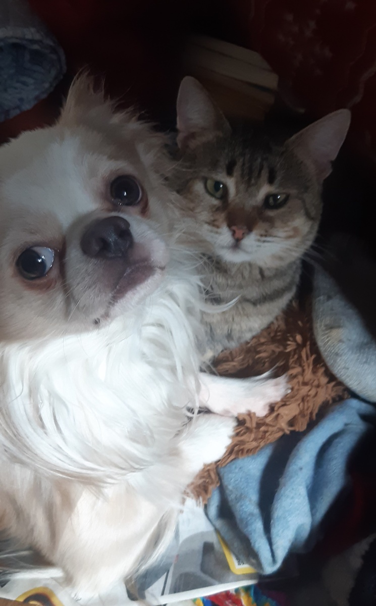 Дружочки- пирожочки))