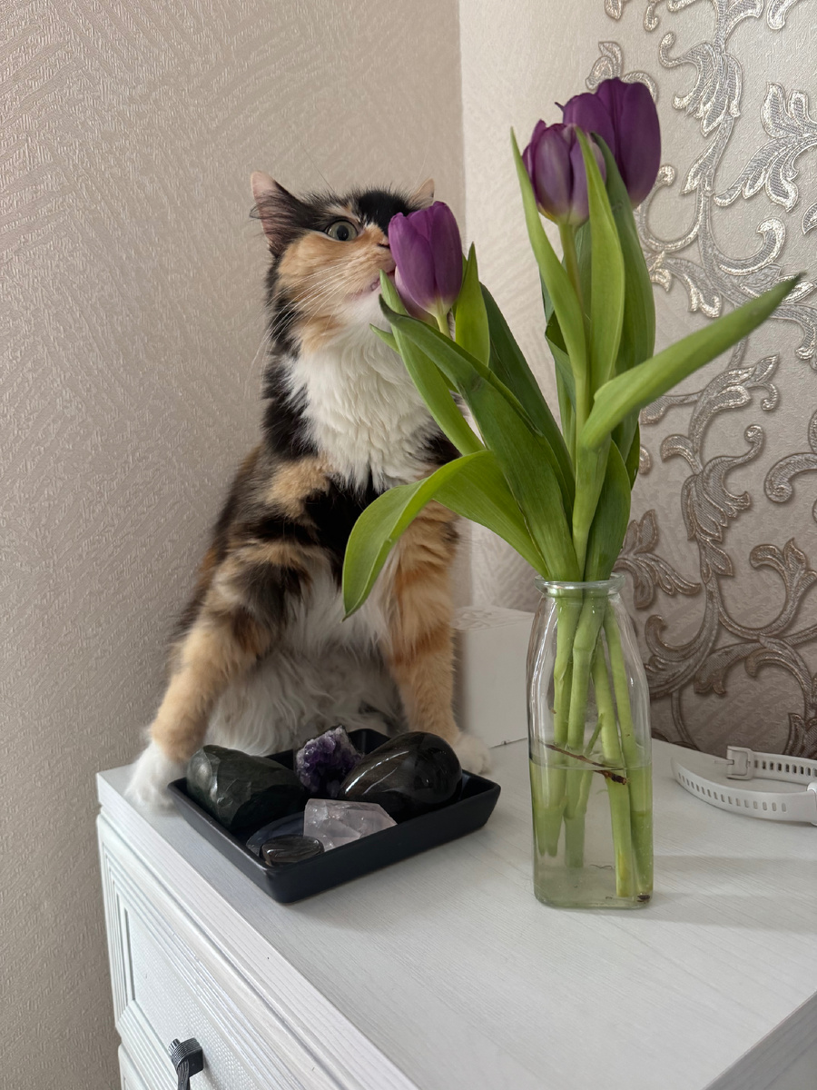 А мне тюльпаны на 8 марта?