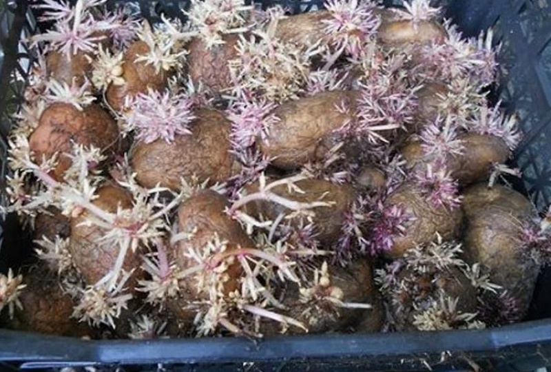 Картошка: как я перестал мучиться и начал её собирать