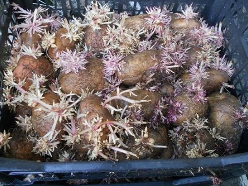 Картошку перед посадкой проращива всегда. 