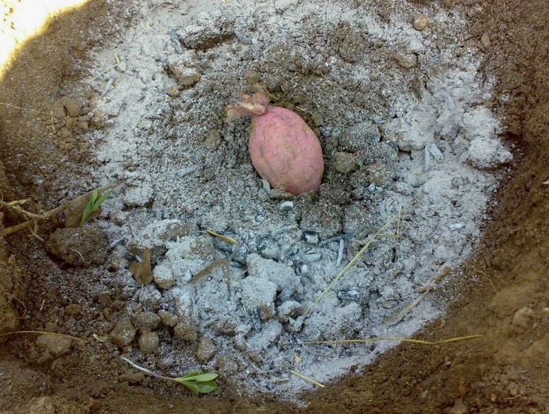 Горсть золы в лунку картошке точно не помешает. 