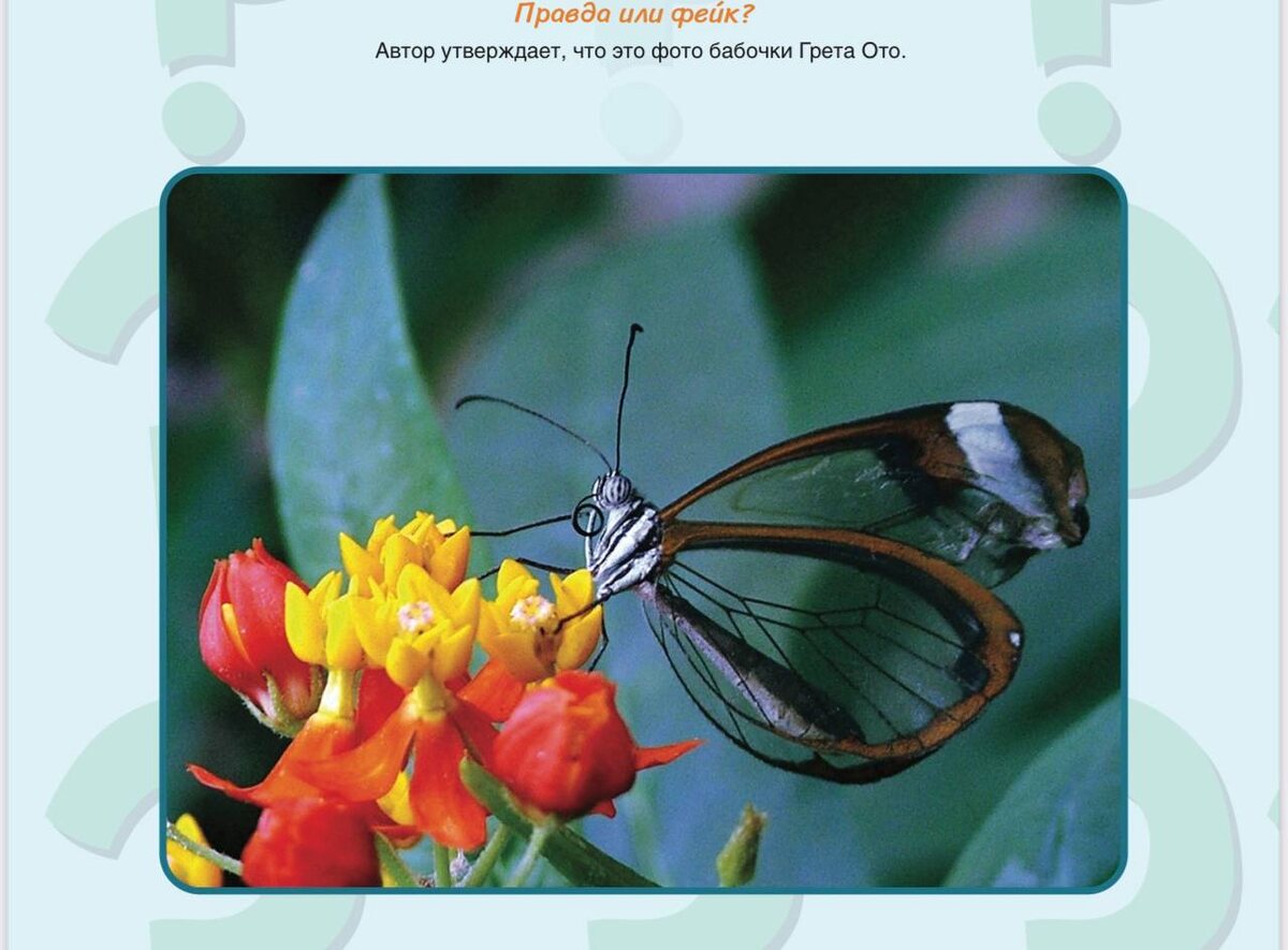 Источник: Шамиль Ахмадуллин