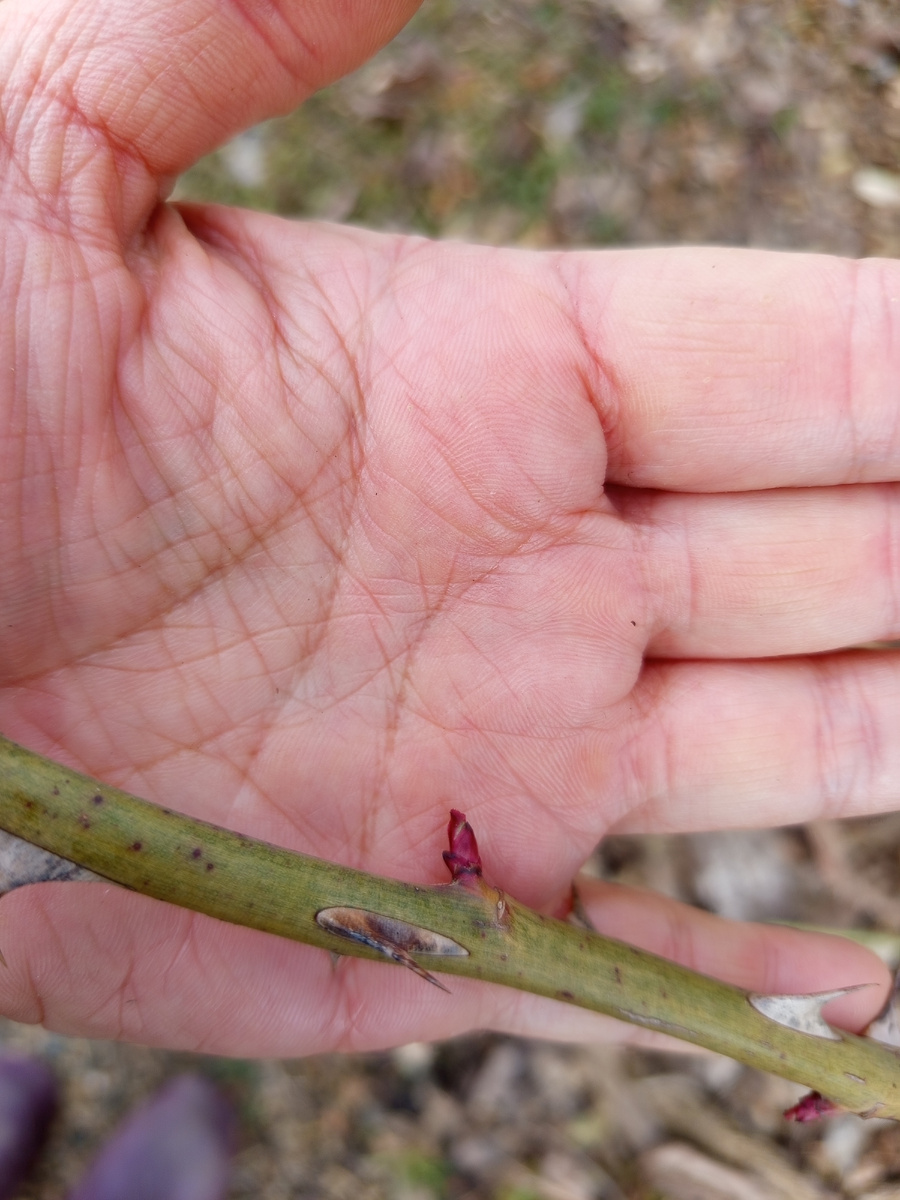 Вот так выглядит почка на розе у меня в саду сегодня- 9 марта