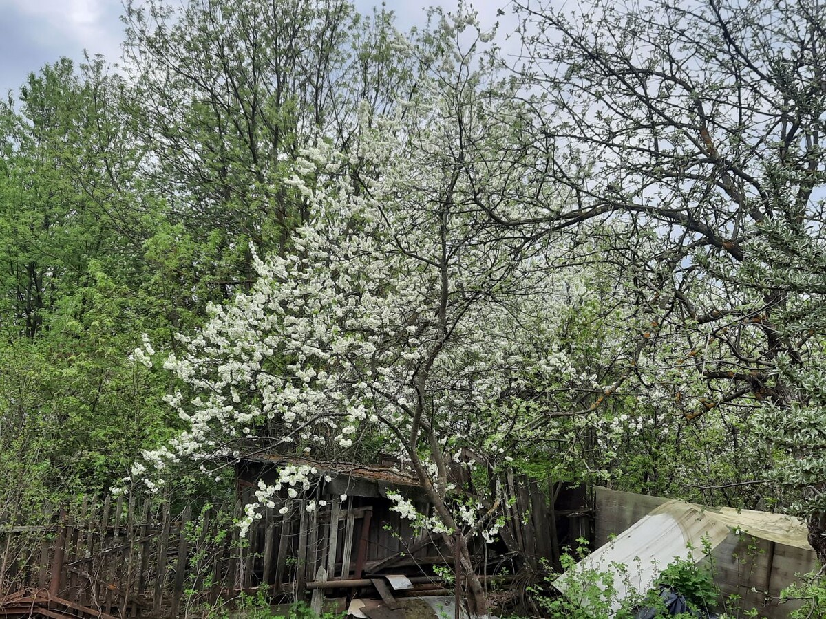 Весна 2025. Яблони цветут – а мы думали, что урожая не будет.