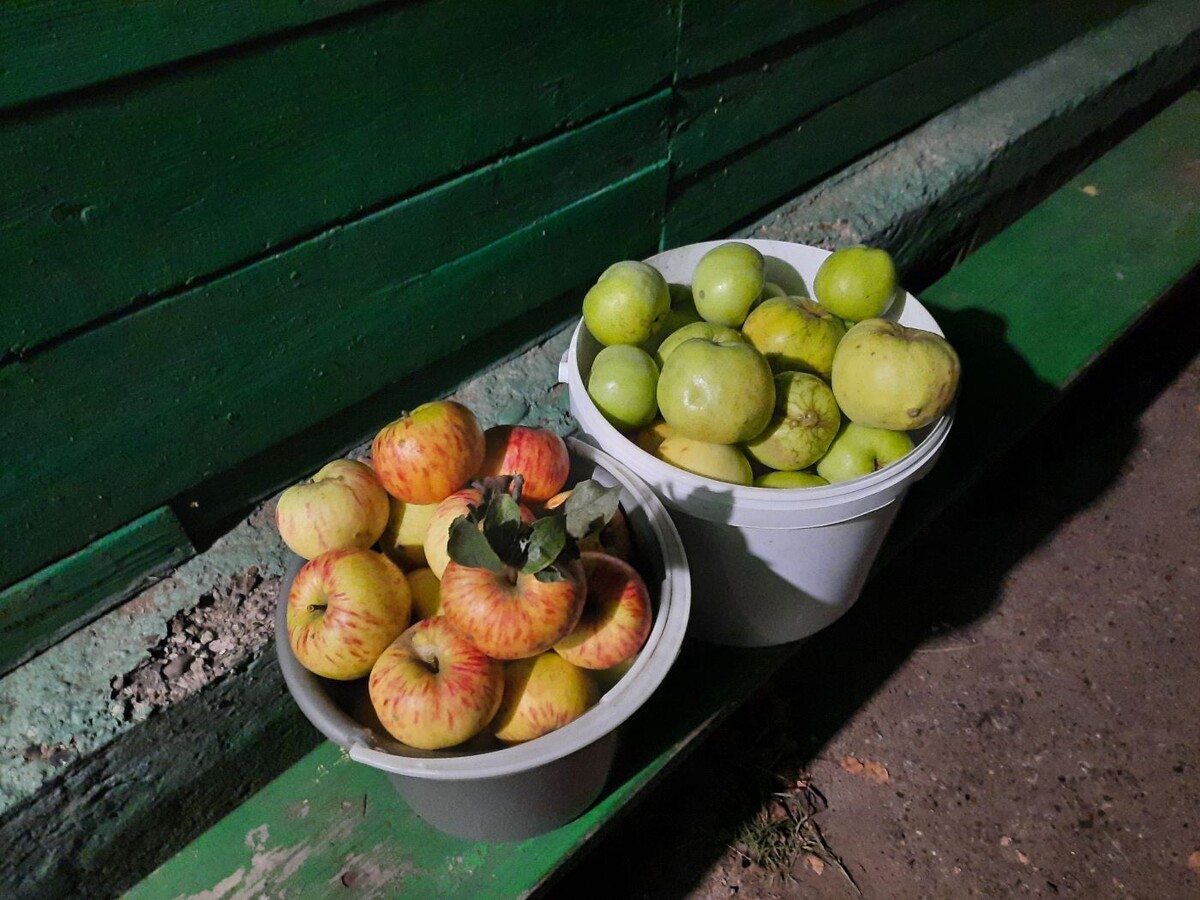 А вот и яблоки. Ведрами. Море. 2025 год.