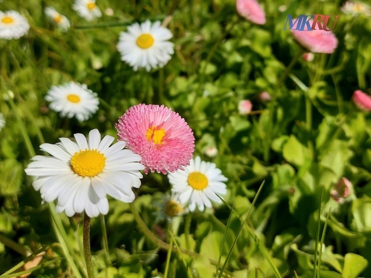     Фото: "МК в Калуге"